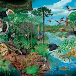 Imagen de portada del videojuego educativo: Poblaciones y adaptaciones de los seres vivos, de la temática Biología