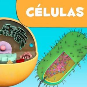 ¿Cuanto sabes sobre la célula y sus organelas?