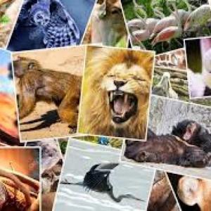 ANIMALS IN ENGLISH