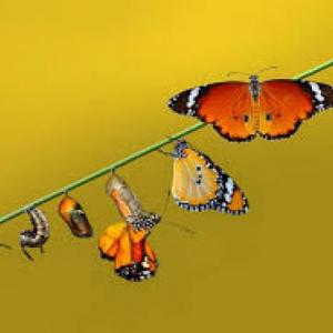 DESARROLLO DE UNA MARIPOSA