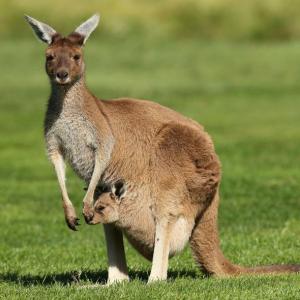 Portada del juego All about marsupials – Idiomas
