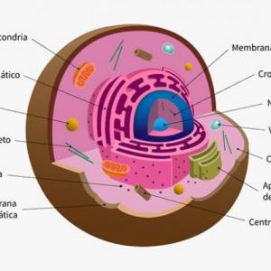 journey through the eukaryotic cell.