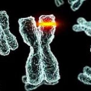 Genética bacteriana