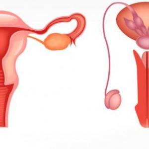 SISTEMA REPRODUCTOR