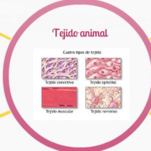 TEJIDO ANIMAL