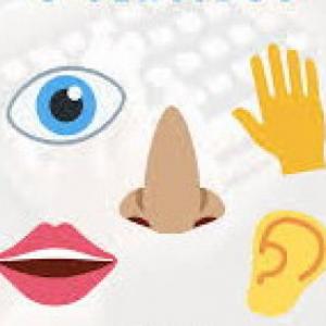 5 SENTIDOS