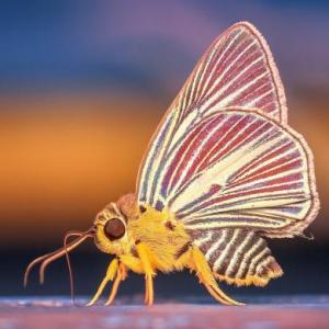 Types of arthropods