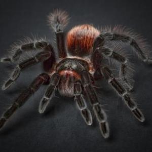 Types of arthropods. Part 2.