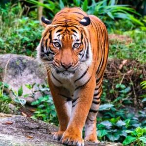 El mundo  de los animales