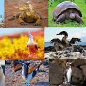 Imagen de portada del videojuego educativo: Animales de las Islas Galápagos, de la temática Biología