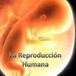 reproducción humana