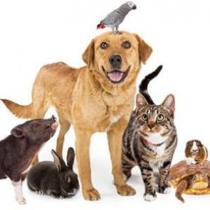 Different animals