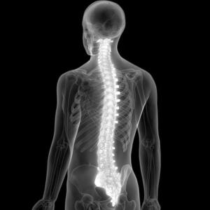 Sistema Locomotor