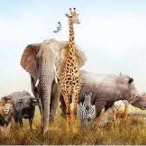 Animals- Simple present