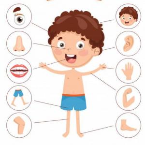 "El cuerpo humano"