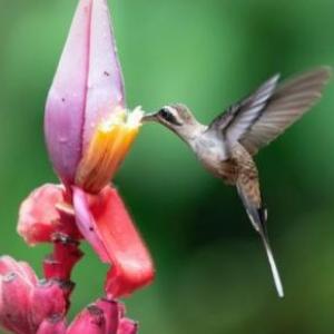 Imagen de portada del videojuego educativo: duchazo de la flora y la fauna , de la temática Medio ambiente