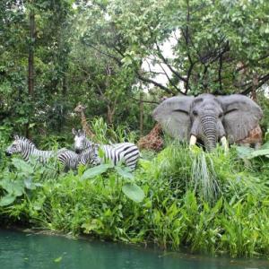 WE ARE LOOKING FOR ANIMALS IN THE JUNGLE