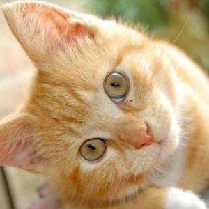 ANIMALES PREESCOLAR
