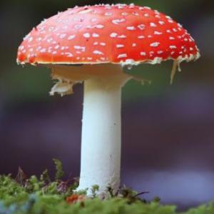 Enfermedades ( Pitiriasis versicolor, candida albicans )