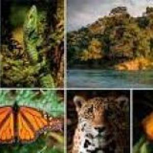 LA BIODIVERSIDAD MEXICANA