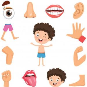 Las partes del cuerpo humano