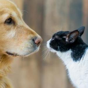 conozcamos los animales de nuestro entorno 