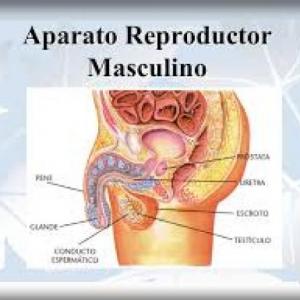 Aparato reproductor masculino