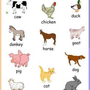 the animals in English