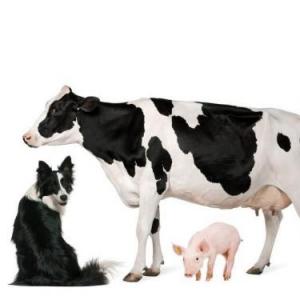Características de los animales rurales y urbanos del Paraguay
