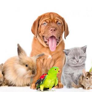 PETS (MASCOTAS)