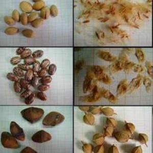 juego de huerta