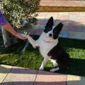 Habilidades caninas