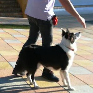 ¿Cuánto sabes de perros?