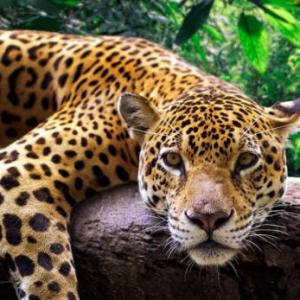 Animales emblemáticos 