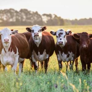 Farm animals