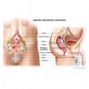 Partes del aparato reproductor femenino y masculino