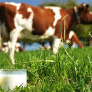 Trivia: "Circuito productivo de la leche"