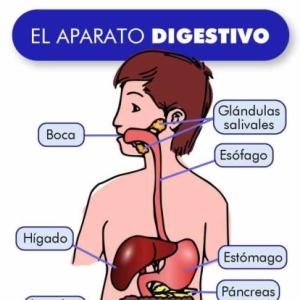 Sistema digestivo