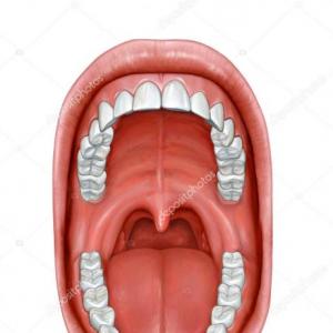 PARTES DE LA CAVIDAD BUCAL