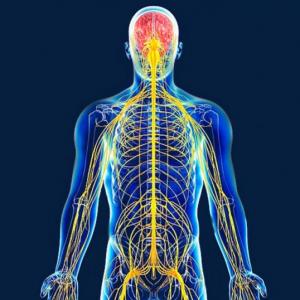 ¡Entrena tu Cerebro!