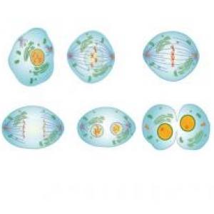 La Mitosis y sus fases