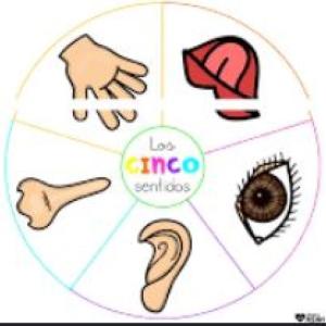 LOS SENTIDOS