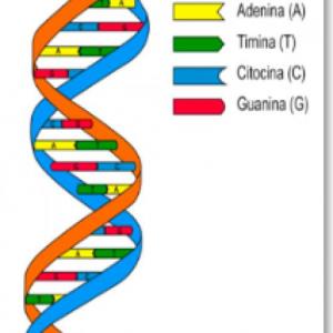 Imagen de portada del videojuego educativo: EL ADN, de la temática Biología