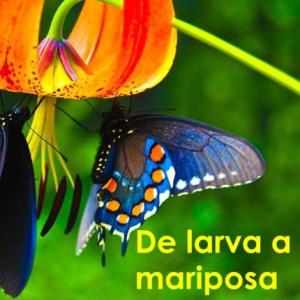 Mariposa primorosa