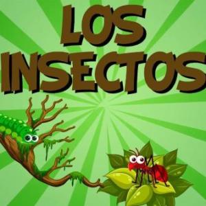 Insectos a la orden