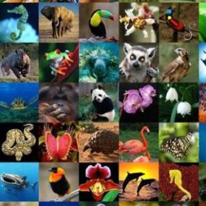 HABLEMOS DE ANIMALES
