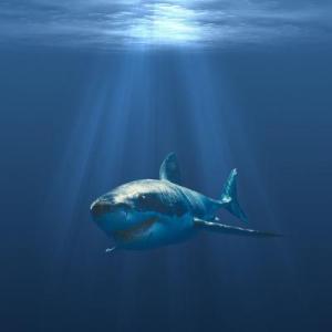 TRIVIA DE TIBURONES