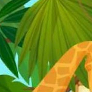 Animals zoo
