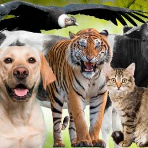 Reconociendo Animales