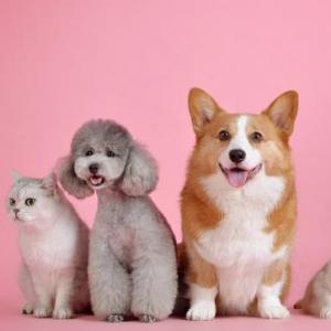 Portada del juego My pets – Idiomas